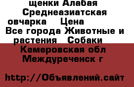 щенки Алабая (Среднеазиатская овчарка) › Цена ­ 15 000 - Все города Животные и растения » Собаки   . Кемеровская обл.,Междуреченск г.